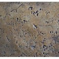 Proline Coarse Groutable Travertine